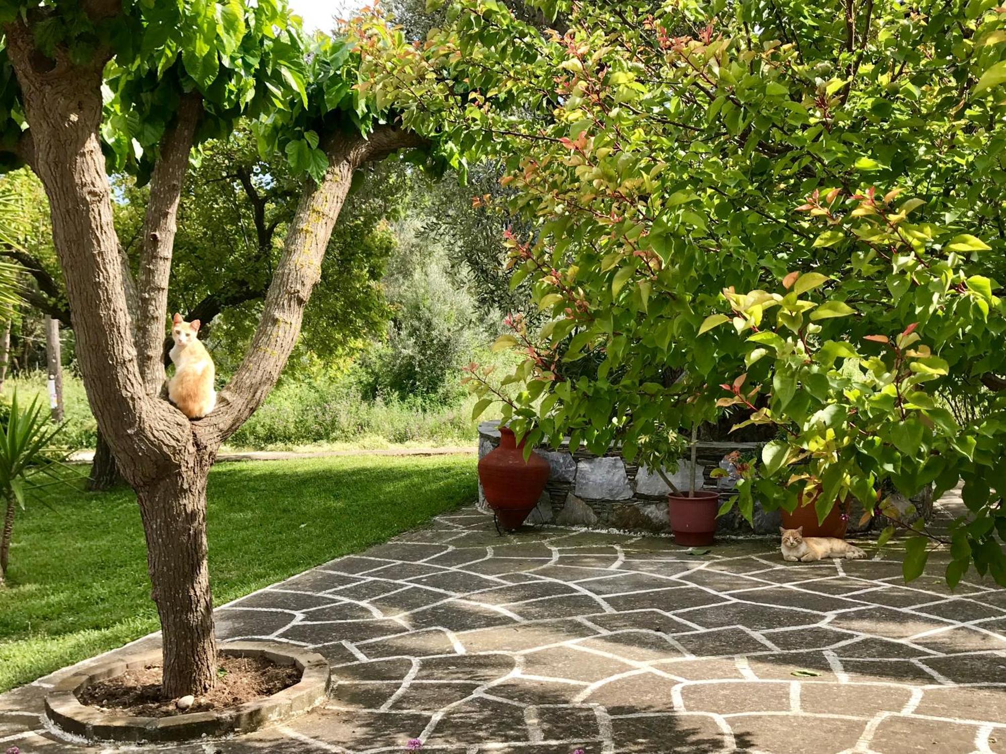 Pansion Episkopi Studios Skópelos Eksteriør bilde